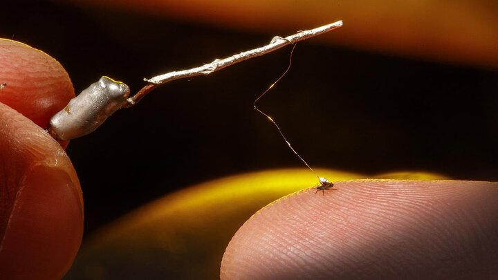 A wire is adhered to an aphid’s back with conductive paint.