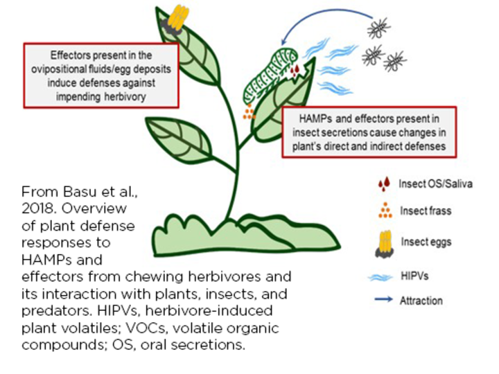 Herbivore-Associated Molecular Patterns in Altering Plant Defenses Graphic/Figure